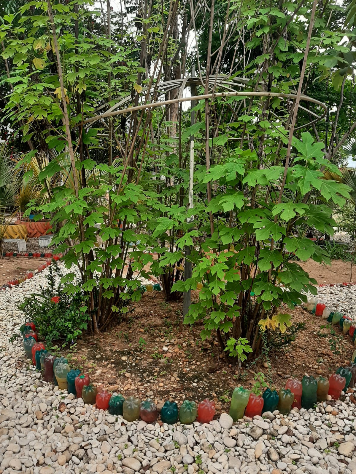 Praça Ecologica Pedro Pinheiro